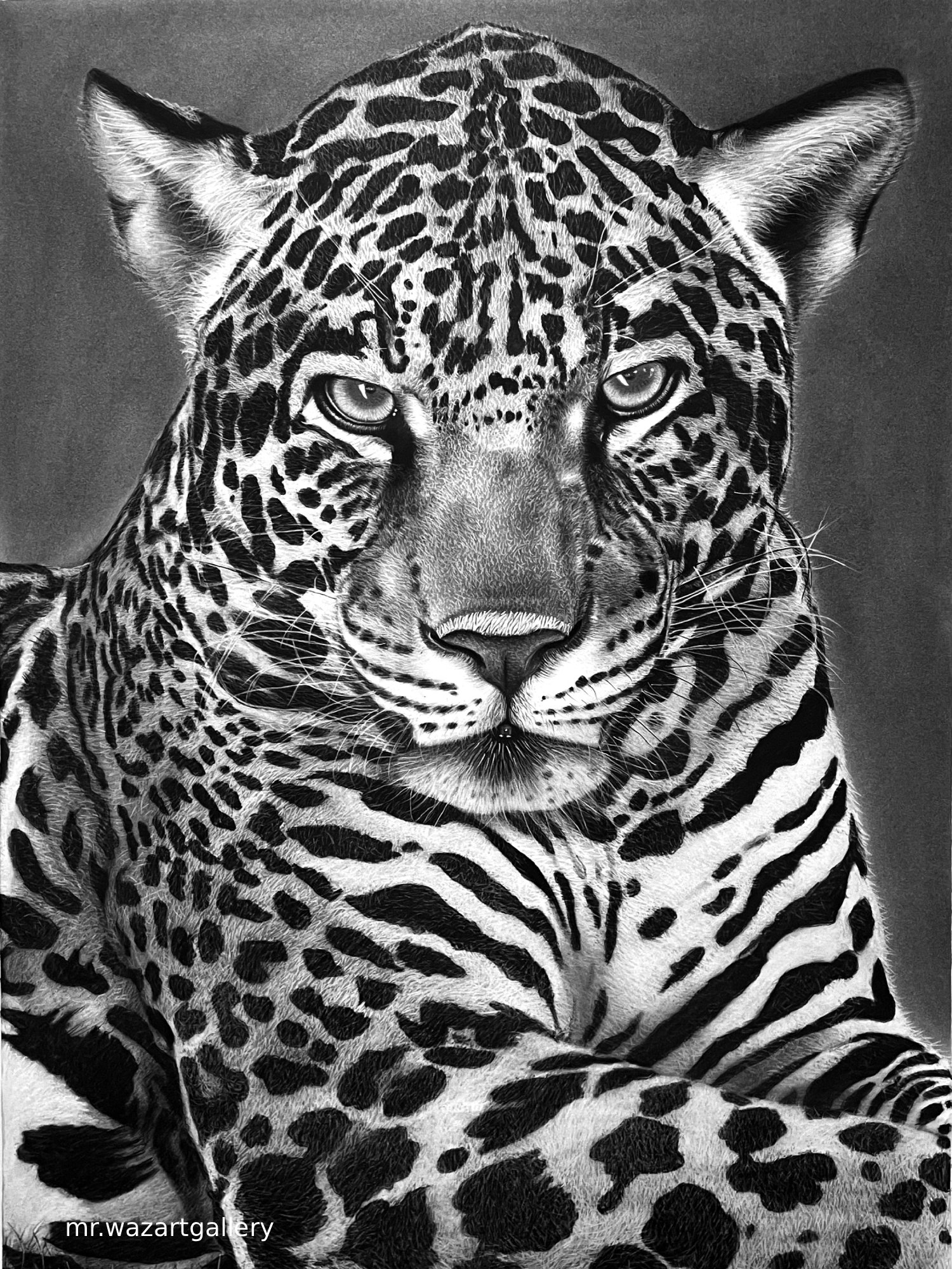 Leopard - Image 3